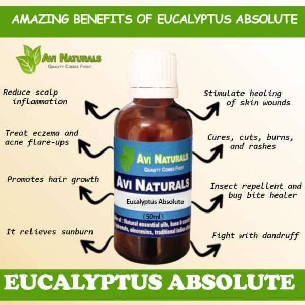 Eucalyptus absolute 8 uses