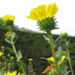 Grindelia Oil