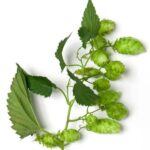 Hops Oil