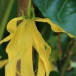 Ylang Ylang Absolute