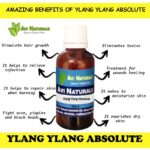 Ylang Ylang Absolute 8 uses