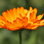 Calendula Hydrosol