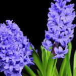 Hyacinth Attar
