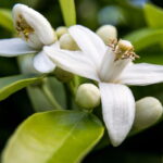 Neroli Attar