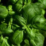 Basil liquid extract(WS)