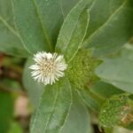 Bhringraj liquid extract(WS)