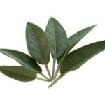 Buy sage fragrance oil
