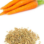 Carrot liquid extract(WS)