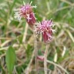 Spikenard liquid extract(WS)