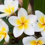 Frangipani hydrosol