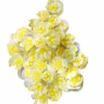 Litsea cubeba hydrosol