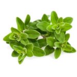 Marjoram hydrosol
