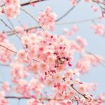 Cherry blossom fragrance oil