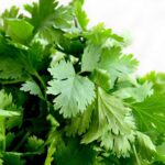 Coriander leaf oil