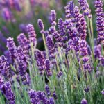 Lavender fragrance oil