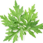 Mugwort hydrosol