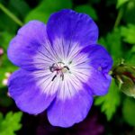 Violet essential oil