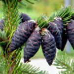 Buy black spruce oil