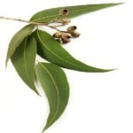 Buy eucalyptus macarthurii oil