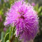 Buy honey myrtle oil