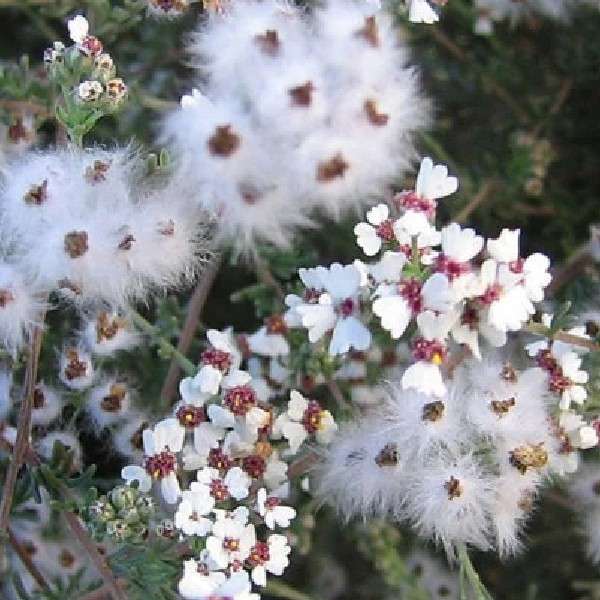 Buy snowbush oil