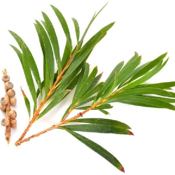 Buy tea tree black oil