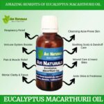 Uses benefits eucalyptus macarthurii oil