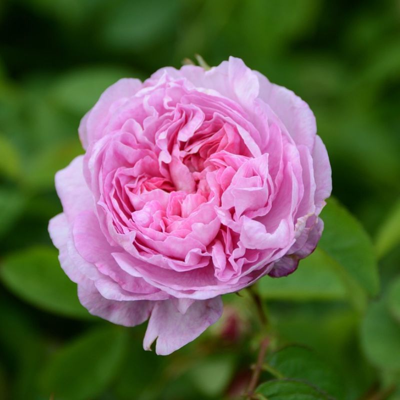 buy-rose-centifolia-absolute Buy rose centifolia absolute