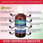 Uses benefits rose centifolia absolute