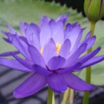 Buy blue lotus fragrance oil