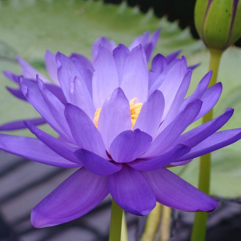 buy-blue-lotus-fragrance-oil Buy blue lotus fragrance oil