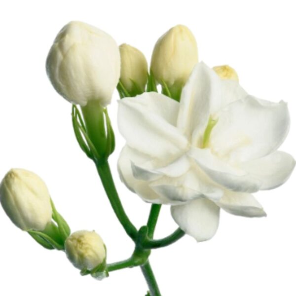 Buy jasmine sambac fragrance(premium) oil