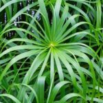 Buy cypriol hydrosol