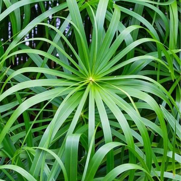 Buy cypriol hydrosol