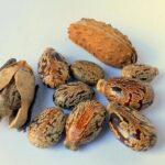 Buy jamaican black castor oil