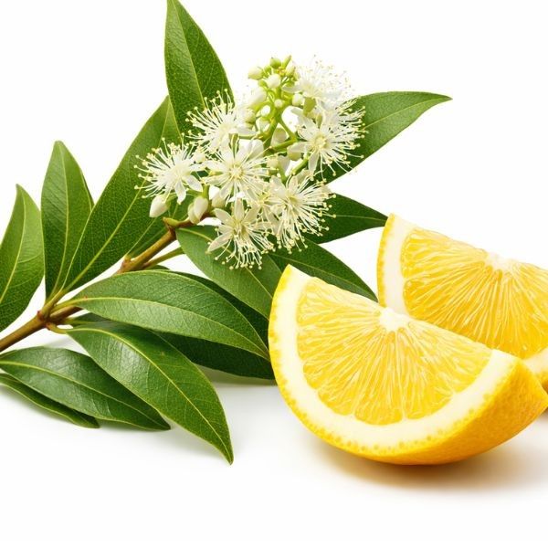 Buy lemon myrtle hydrosol
