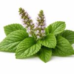 Buy patchouli hydrosol