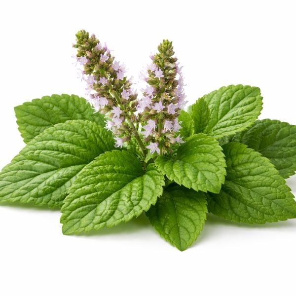 Buy patchouli hydrosol