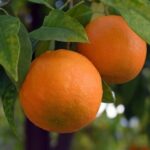 Buy petitgrain hydrosol