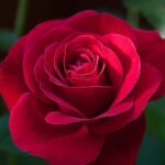 Buy rose gold fragrance oil