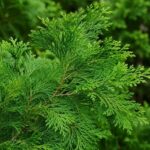 Buy hinoki essential oil