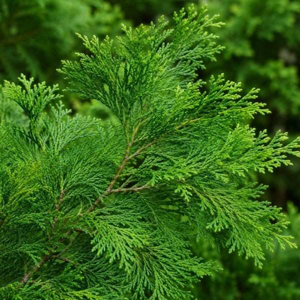 Buy hinoki essential oil