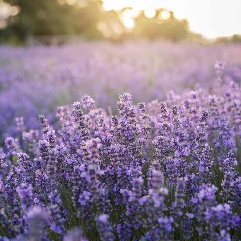 buy-lavender-oil-maillette Buy lavender oil maillette