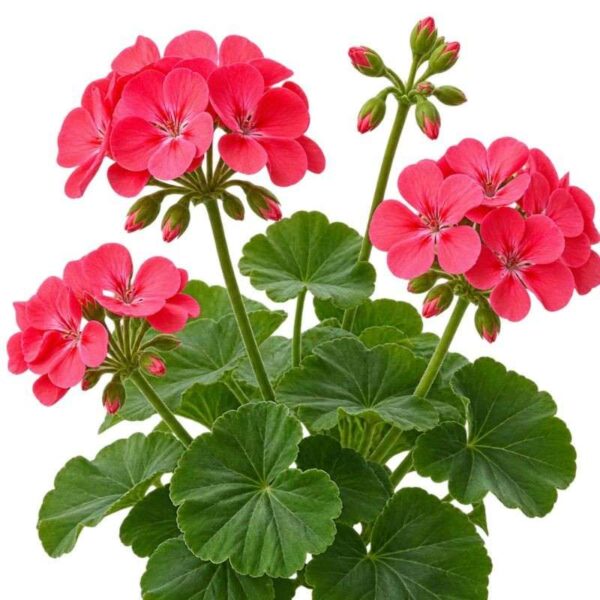 Buy rose geranium fragrance oil