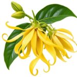 Buy ylang ylang fragrance oil