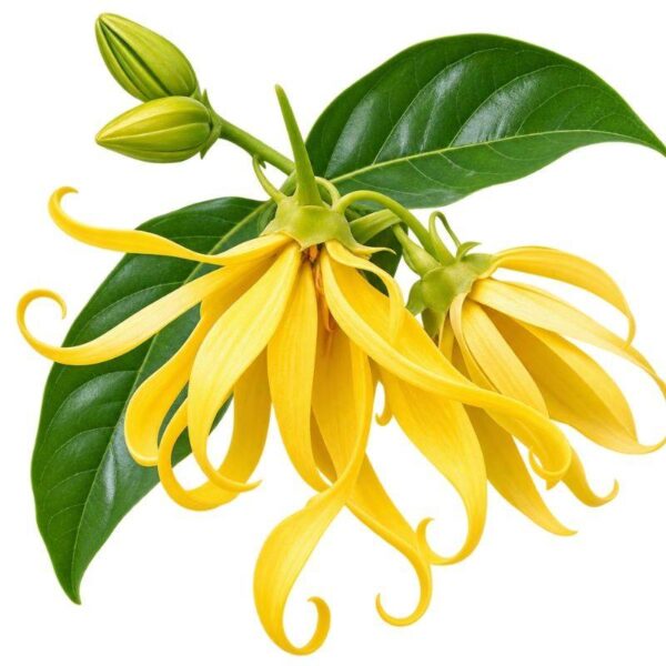 Buy ylang ylang fragrance oil