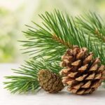 Buy pine fragrance oil