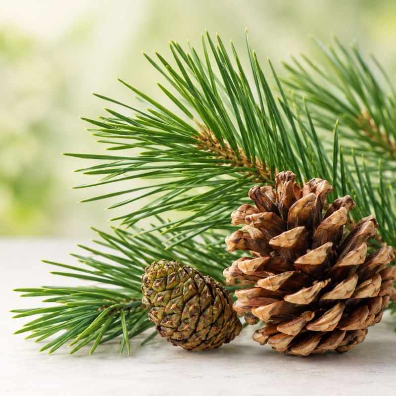 buy-pine-fragrance-oil Buy pine fragrance oil
